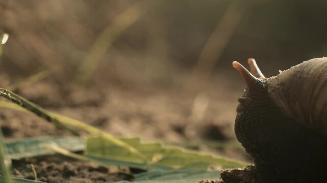 un escargot sort la t&ecirc;te de sa coquille  pour courir &agrave; toute vitesse vers une feuille &agrave; manger situer non-loin (1)