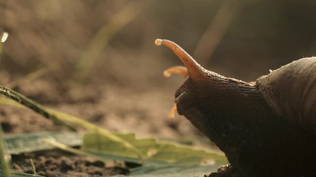 un escargot sort la t&ecirc;te de sa coquille  pour courir &agrave; toute vitesse vers une feuille &agrave; manger situer non-loin (2)