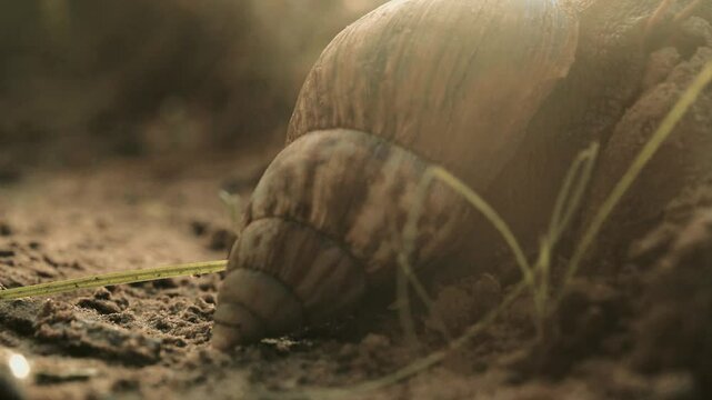timelapse d'un escargot escaladant sa petite colline avec son gros sac &agrave; dos qu'est sa lourde coquille 