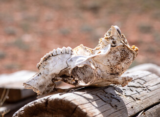 Pronghorn mandibule skeleton in Wild West Wyoming