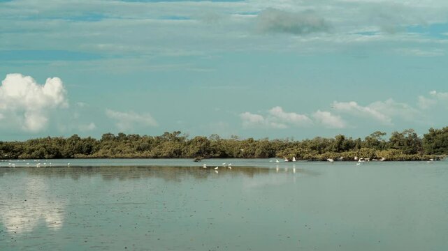 des oiseaux d'afrique s'envolent des fleuves de bolongs de casamance vers le ciel