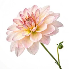 Obraz premium flowers