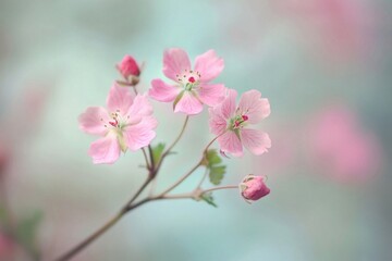 Obraz premium Pink flower blossom on delicate branch with soft pastel background, showcasing gentle beauty and spring bloom in closeup nature scene.
