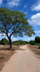 Fototapeta premium Dirt road with tree canopy on a sunny day, leading to lush green forest