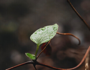 Instante natural 