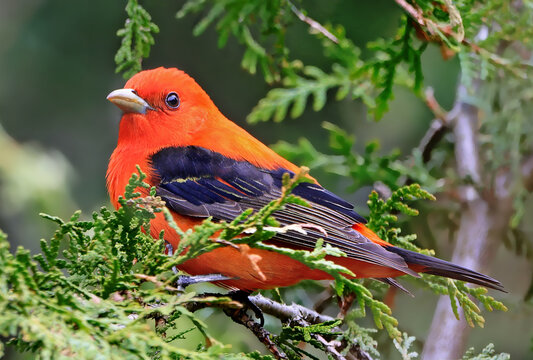 Scarlet tanager perching on branch tree, Canada