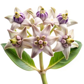 Three calotropis gigantea flower