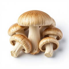 one large mushroom and several small ones right next to it, isolated white background