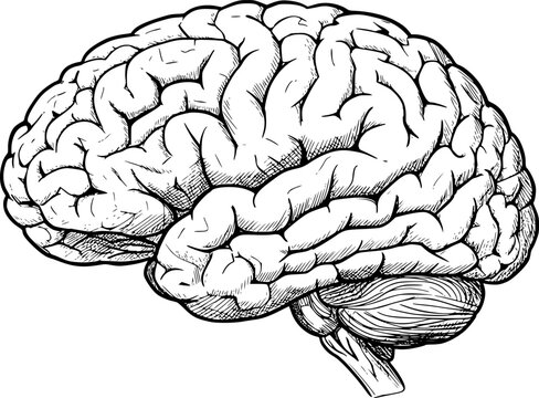 Human brain side view Isolated vector illustration. brain doodle
