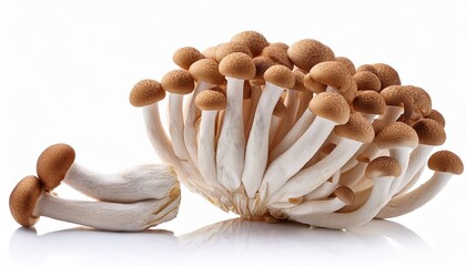 brown shimeji mushroom isolated on white background