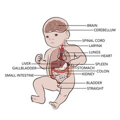 Internal organs of a newborn, medical illustration of parts of organs marked.