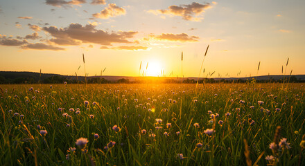 Golden field with wildflowers at sunset, beautiful nature landscape suitable for websites, social media, and print