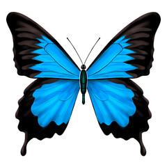 Blue butterfly, Papilio ulysses, isolated on white background. Swallowtail butterfly of Australia, Indonesia, Papua New Guinea and the Solomon Islands. Realism illustration of Ulysses butterfly.