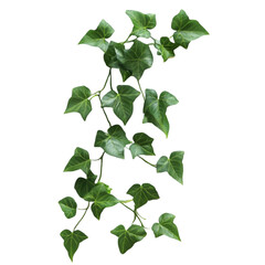 Lush green ivy plant climbing vine nature leaves foliage botanical greenery background