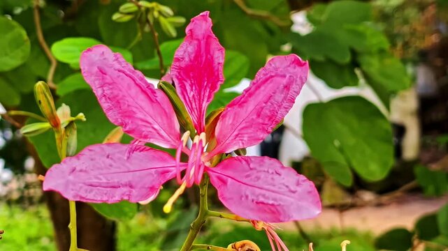 Pink Hong Kong orchid tree flower in closeup gently moving in the breeze on a sunny day