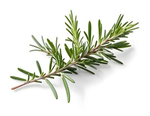 Fototapeta premium Fresh Rosemary Sprig Isolated on White