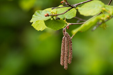 Nut-tree, hazelnut (Corylus avellana L.)  flower close up.