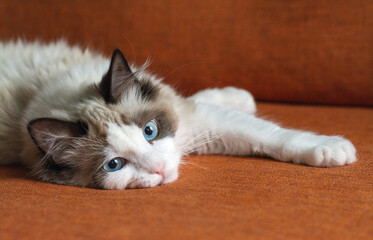 ragdoll cat is lying on a bright orange sofa
