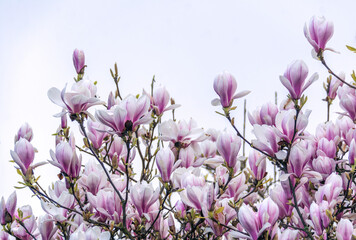 Magnolia flowers