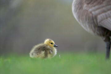 baby goslings