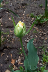 A close-up of a single pale yellow tulip bud just beginning to open, growing in a garden bed with dark soil and scattered leaves. The fresh green foliage surrounds the flower, capturing a natural spri