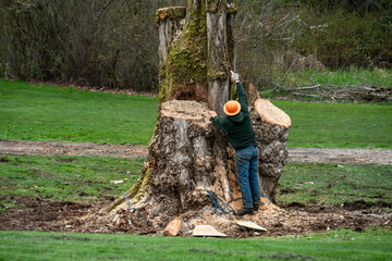 Professional tree removal crew supervisor standing on the ground, at the base of a cottonwood tree being removed, in orange hard hat pointing up talking to the logger doing the cutting
