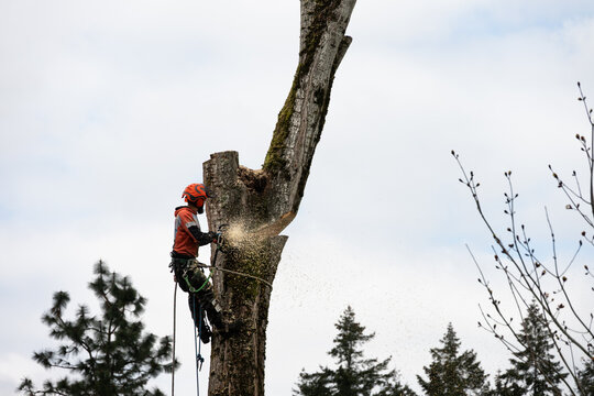 Professional arborist up in a cottonwood tree with chainsaw cutting a section of tree trunk and sawdust flying, workman roped up with climbing spikes, hard hat, and ear protection for safety
