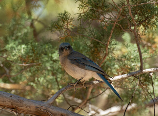 Avian wild blue bird in open landscape