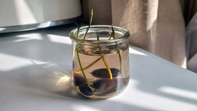 Sprouting lotus nuts in a glass jar filled with water, placed on a bright windowsill. Young aquatic plants growing indoors, ideal for home gardening and botanical themes.