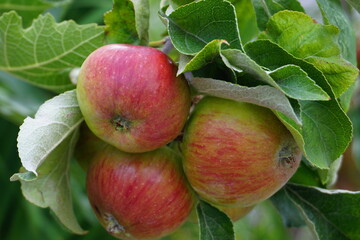 Close-Up of Ripe Red Apples and Green Leaves on a Tree Branch in a Lush Apple Orchard.