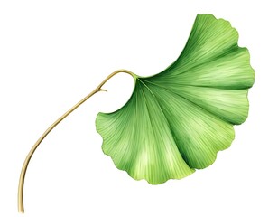 Naklejka premium Single Ginkgo Biloba Leaf, Watercolor Style