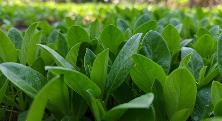 Lush Green Leaves Growing in Field Showing Freshness and Vitality