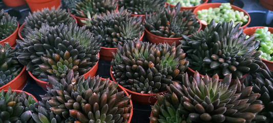 Close-up view of multiple succulent plants in small pots, arranged in rows. Vibrant green and dark purple tones create a rich texture. Ideal for themes of gardening, nature, and indoor plants.