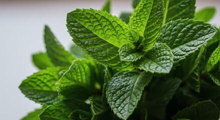Lush Green Mint Leaves: A Vibrant Close-up