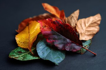 Colorful autumn leaves on dark background.