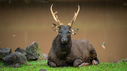 deer in the grass