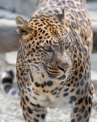 Close-up view of a leopard in a natural habitat showcasing its striking spots and keen expression in the afternoon light