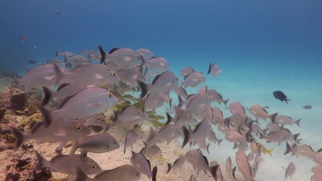 cardumen de peces nadando suavemente sobre el arrecife