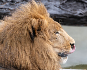 Majestic lion resting by the water with a playful expression during a sunny afternoon in the wild