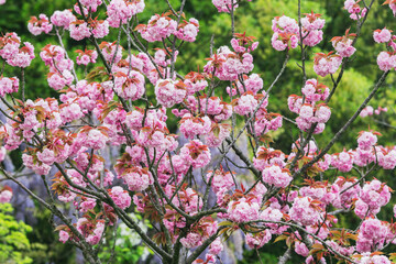 Blossoming cherry branches with colorful flowers.