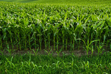 Rows of young corn plants growing on fertile farmland in summer agricultural landscape