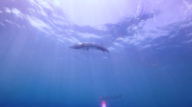 una barracuda nada cerca de la superficie maritima