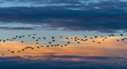 Obraz premium Birds flying silhouette at sunset sky scenic view nature photography background wallpaper image stock picture