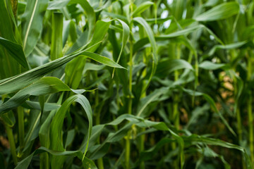 Corn leaves in natural green tones captured from side angle in dense crop plantation
