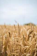 Fototapeta premium Closeup of golden wheat ears on agricultural field with soft sky background