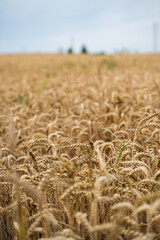 Wheat field with golden mature ears bending in wind under soft summer daylight