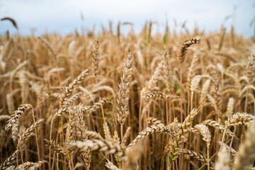 Close macro view of wheat ears with golden kernels under clear soft sky background
