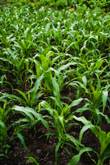Young corn seedlings growing in rows on rich black soil during early summer season