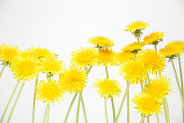 背景素材のタンポポの花