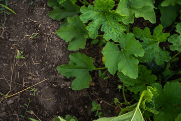Large pumpkin leaves growing across rich dark soil in vegetable garden during summer